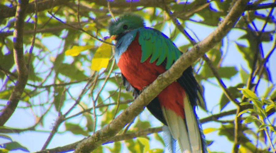 Quetzal Birdwatching Tour