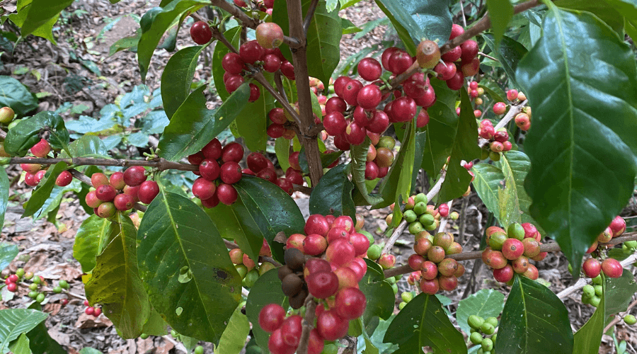 Lake Atitlán Coffee Tour Experience